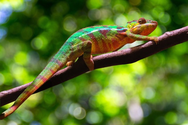 chameleon-6050432_1280